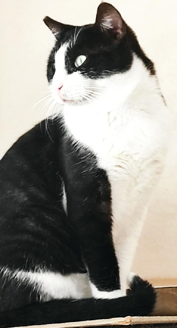 Zorro & Francesco, adozione di coppia Foto 4